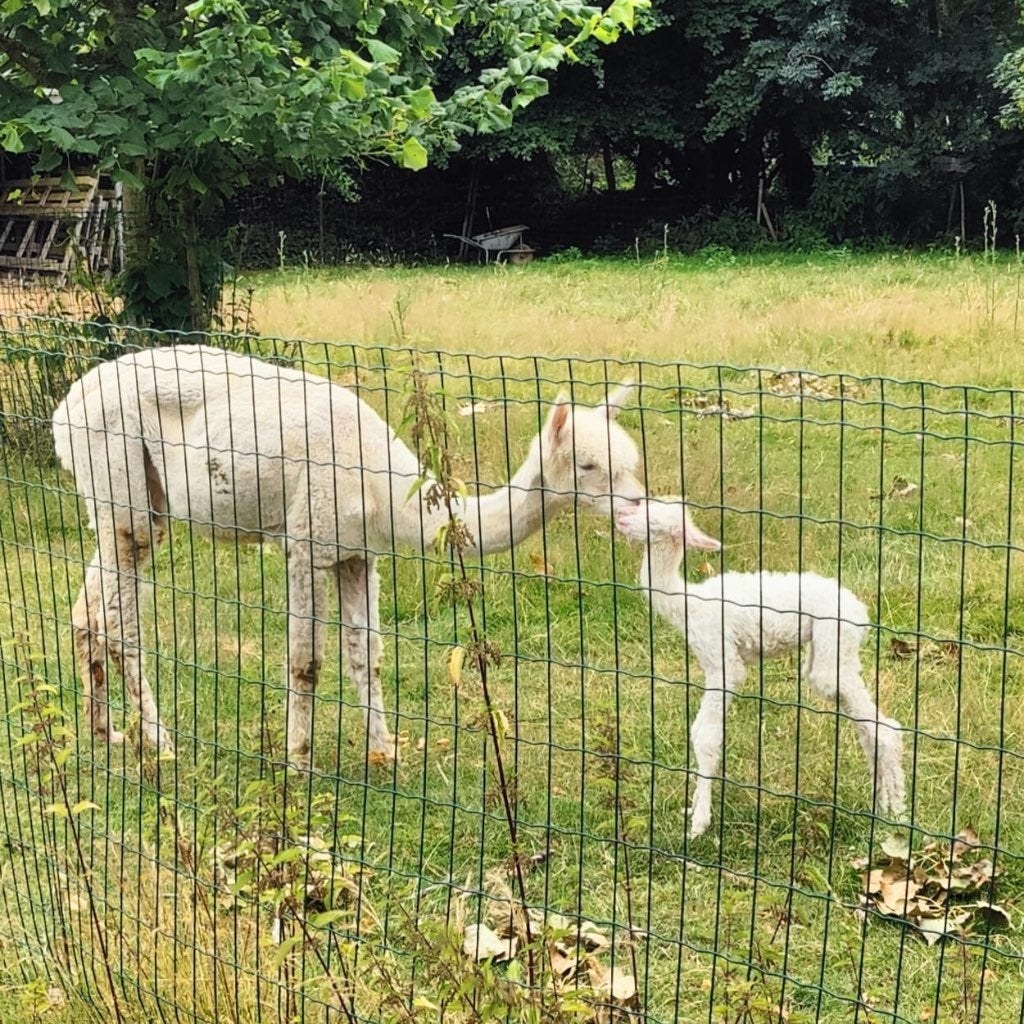 Witte alpaca merrie met wit veulentje, Dieren en Toebehoren, Schapen, Geiten en Varkens, Vrouwelijk, Schaap, 3 tot 5 jaar