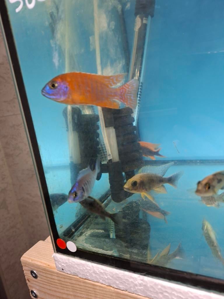 Cichlides malawi plusieurs beau couples, Dieren en Toebehoren