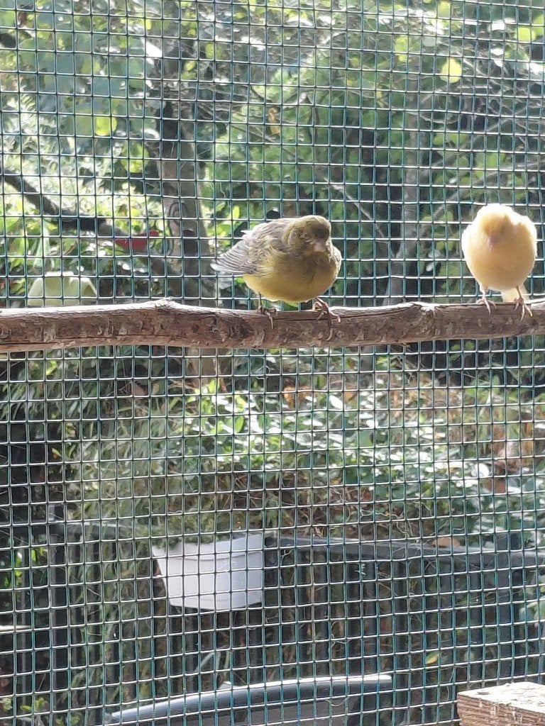 canari, Mâle, Canari de couleur