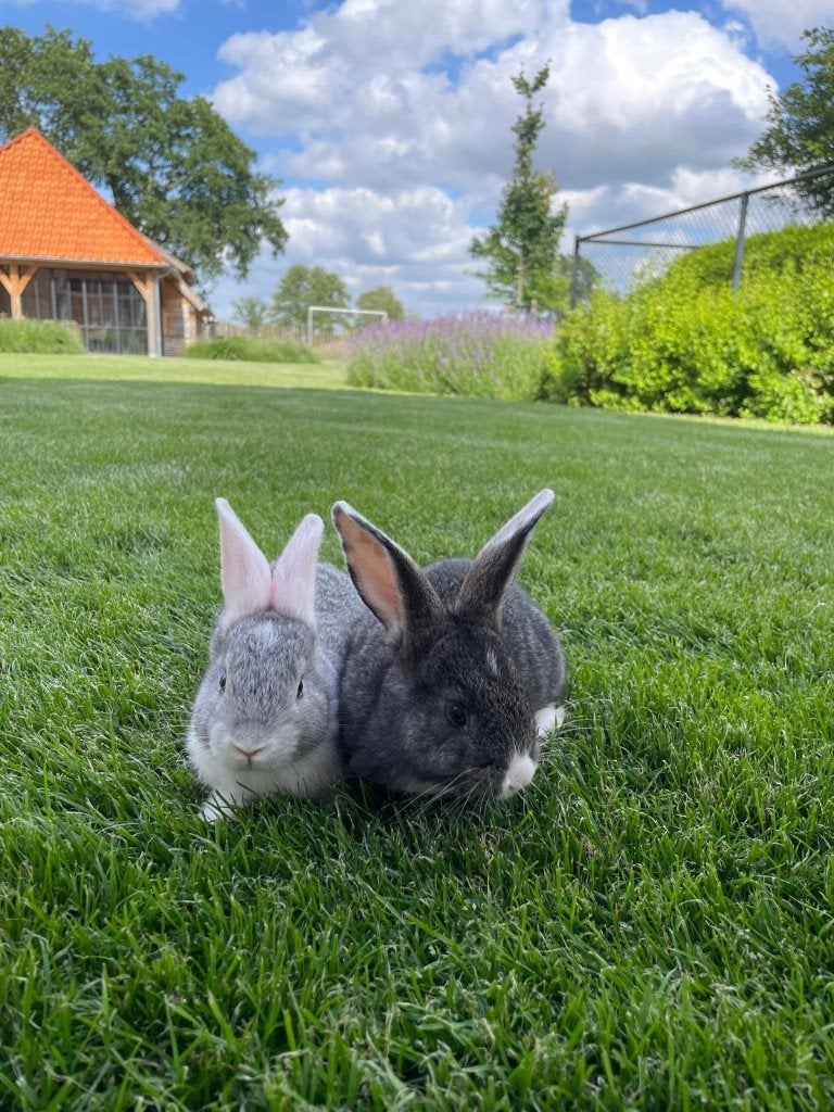 Konijnen, Plusieurs animaux, Taille moyenne, 0 à 2 ans