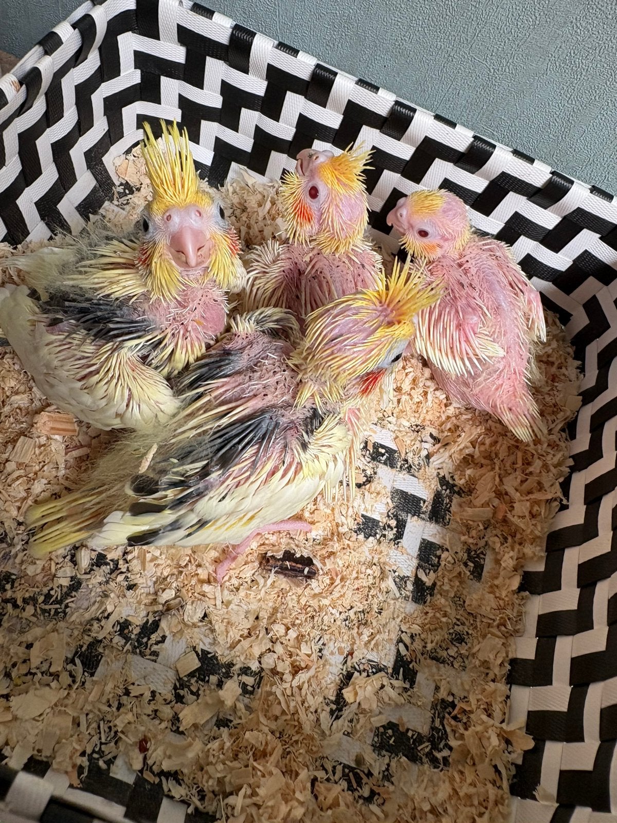 Valkparkiet popjes beschikbaar vanaf september, Dieren en Toebehoren, Vogels | Parkieten en Papegaaien, Vrouwelijk, Dwergpapegaai of Agapornis