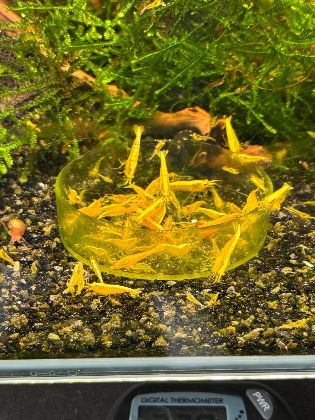 Neocaridina davidi Yellow Sakura / Yellow Fire –10+1 gratis, Animaux & Accessoires, Homard, Crabe ou Crevette, Poisson d'eau douce