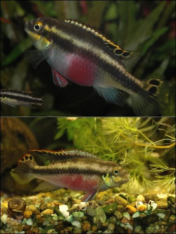 Jonge Kersenbuikcichliden Pelvicachromis pulcher, Poisson, Poisson d'eau douce