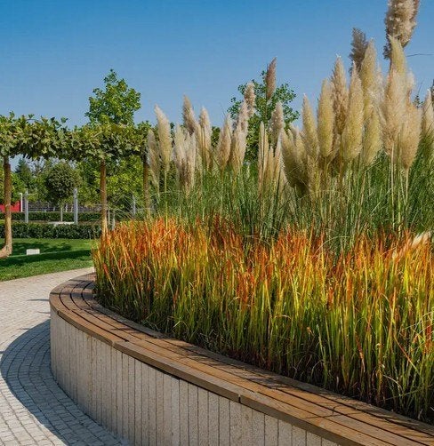imperata 'Red baron' of Bloedgras, Tuin en Terras, Planten | Tuinplanten, Ophalen, Volle zon, Vaste plant, Siergrassen