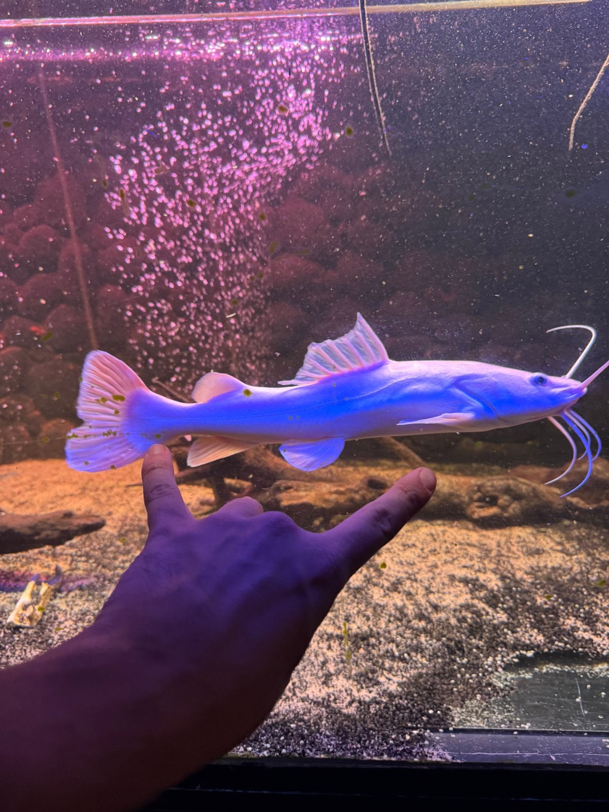 Redtail platinum/albino catfish 2 x 30+ cm