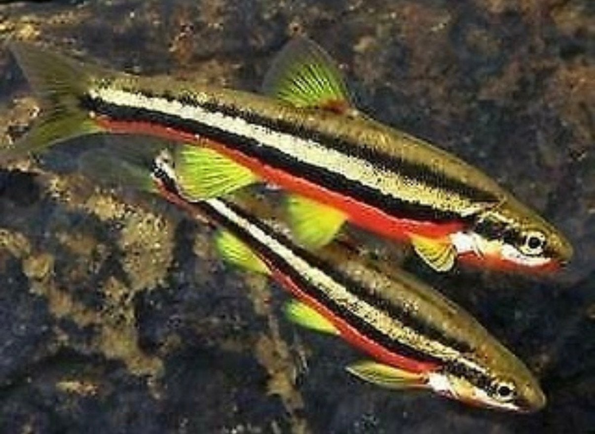 Roodbuik elrits (Chrosomus erythrogaster), Dieren en Toebehoren, Vis, Schoolvis