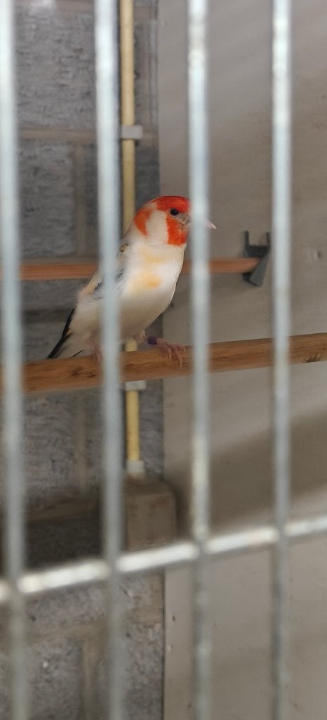 Major putters XXL, Meerdere dieren, Wildzangvogel, Geringd