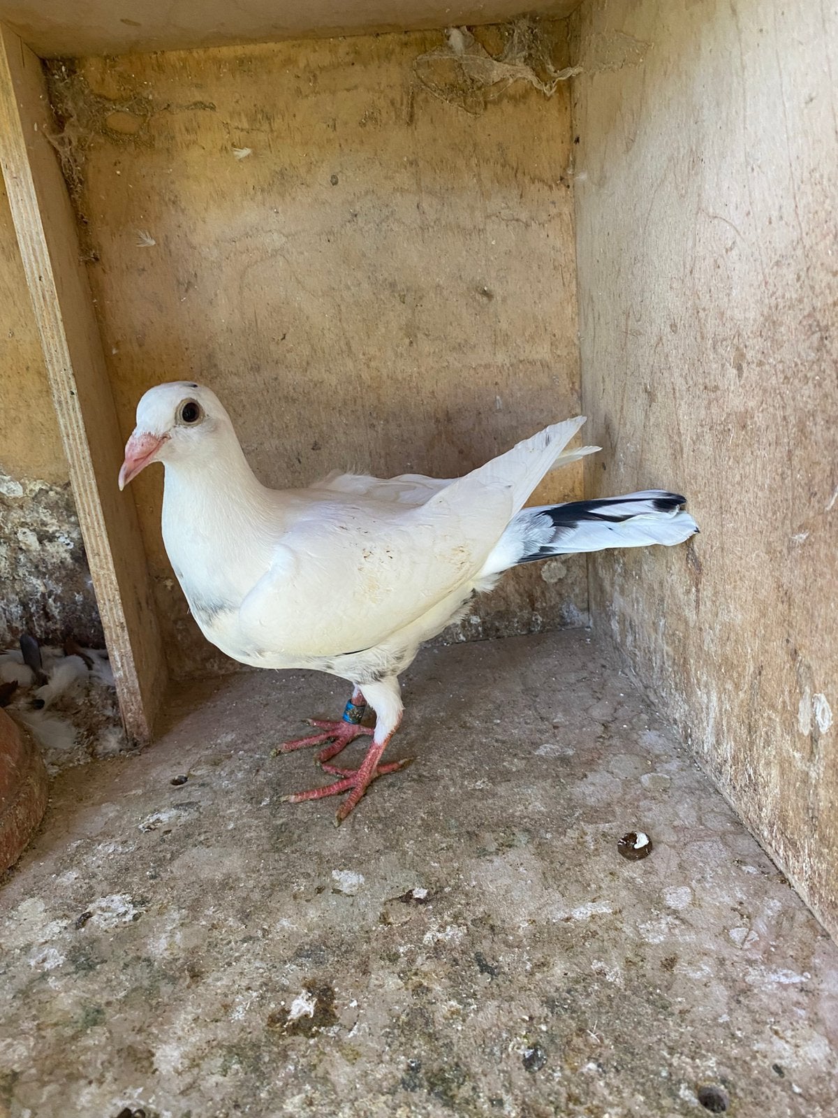 White jong, Dieren en Toebehoren, Vogels | Duiven, Geslacht onbekend, Postduif
