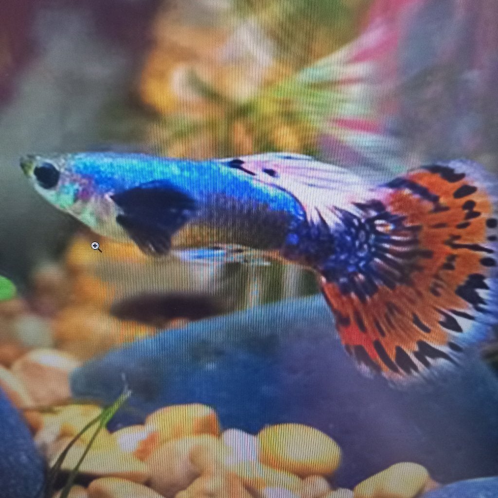 Guppy en garnaaltjes te koop, Dieren en Toebehoren, Vis, Zoetwatervis