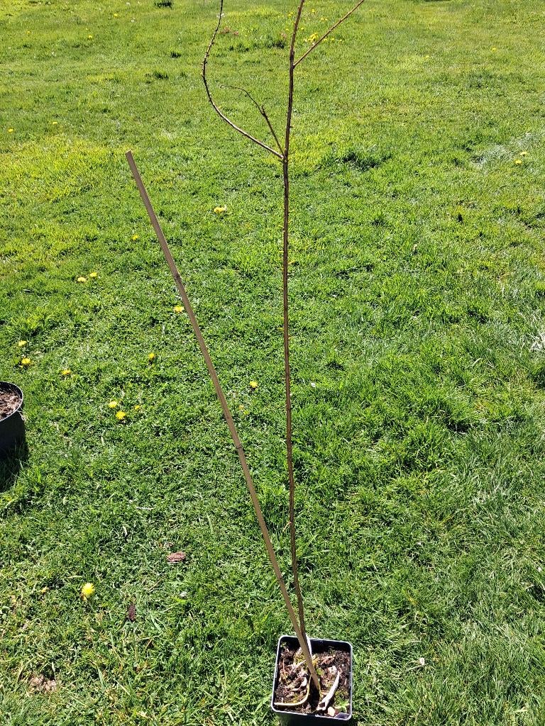 Cipres chauve, Tuin en Terras, Ophalen