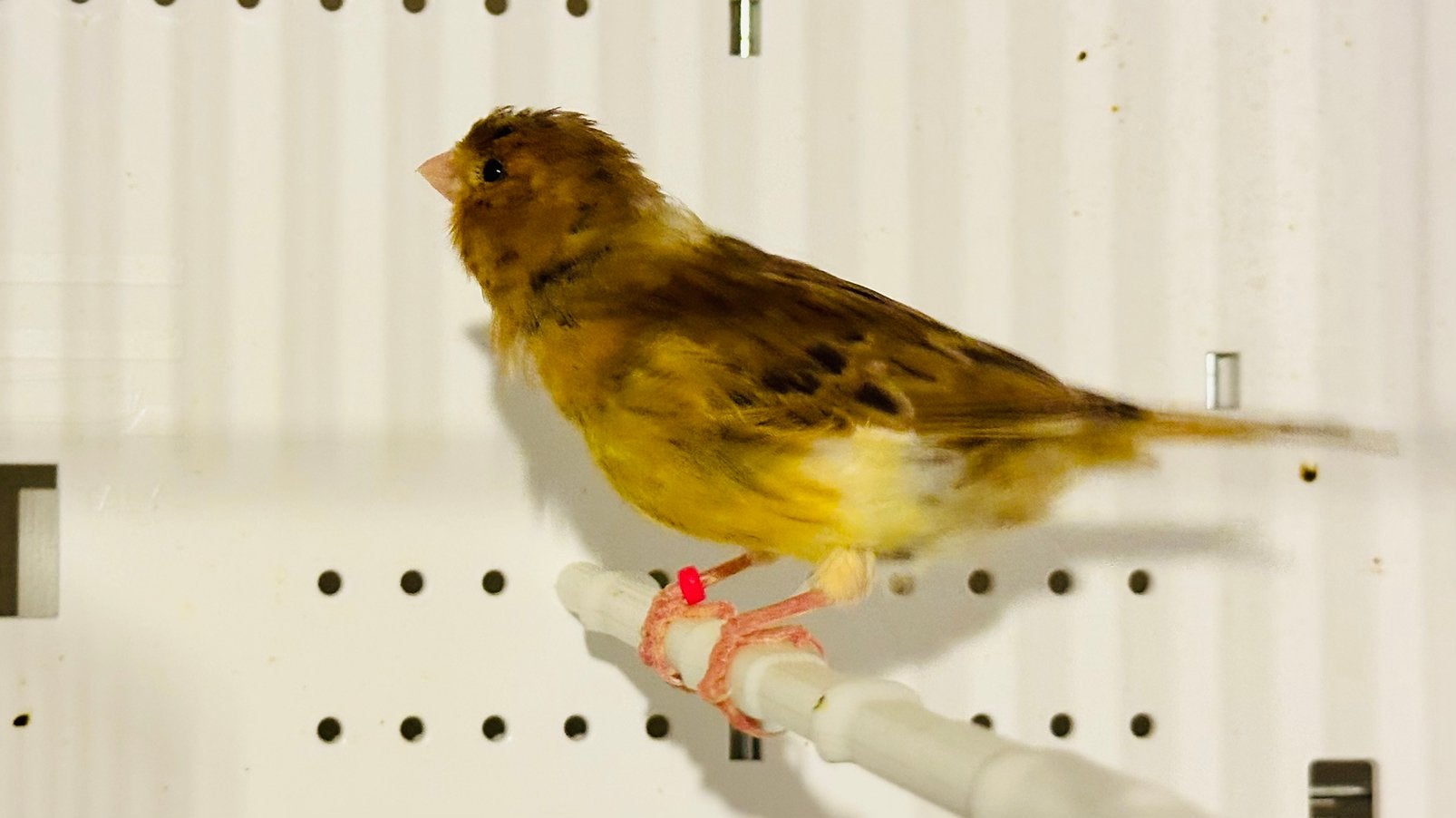 Kanarie, Dieren en Toebehoren, Vogels | Overige Vogels, Vrouwelijk