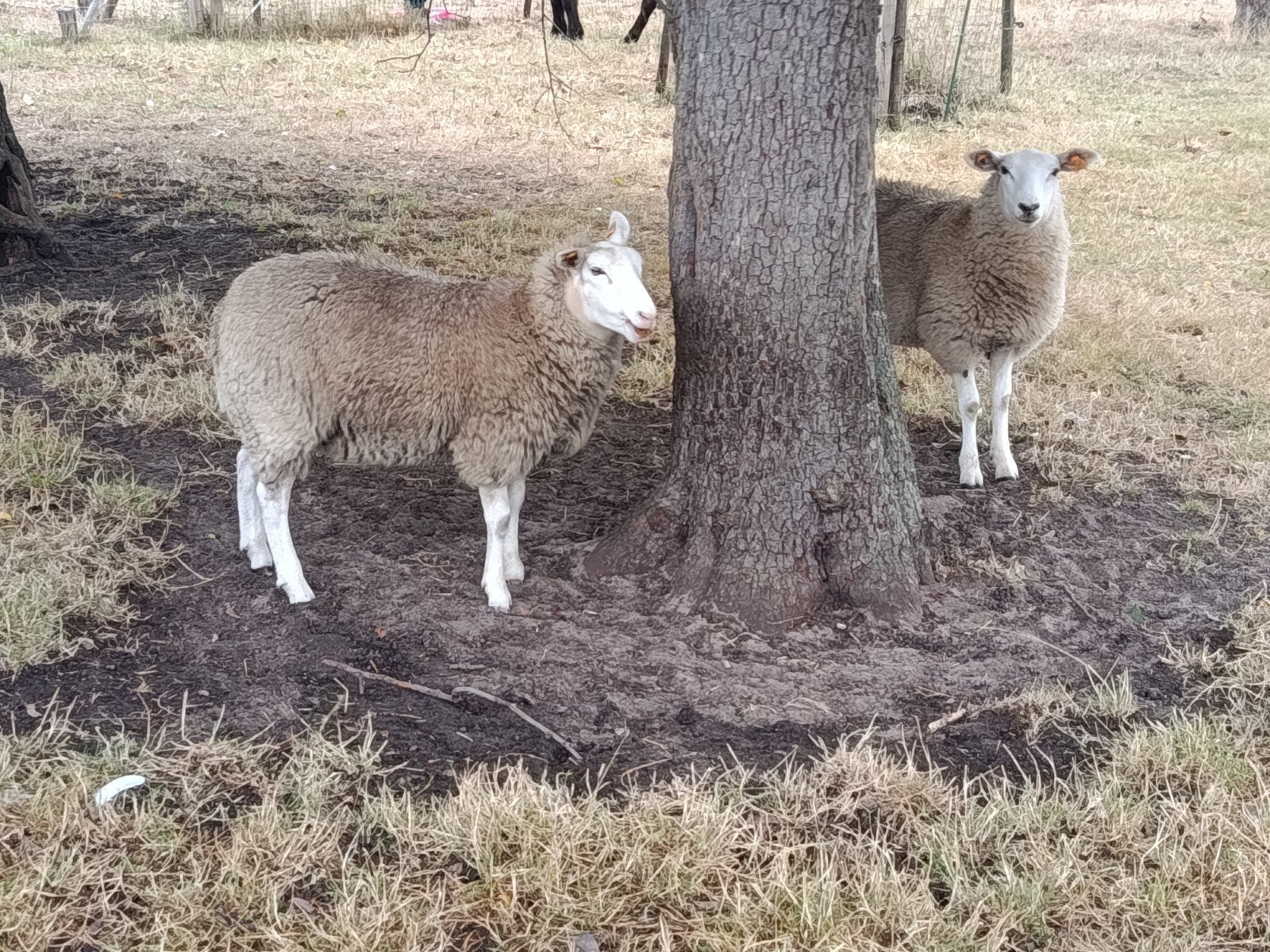 twee ooilammeren, Dieren en Toebehoren, Schapen, Geiten en Varkens