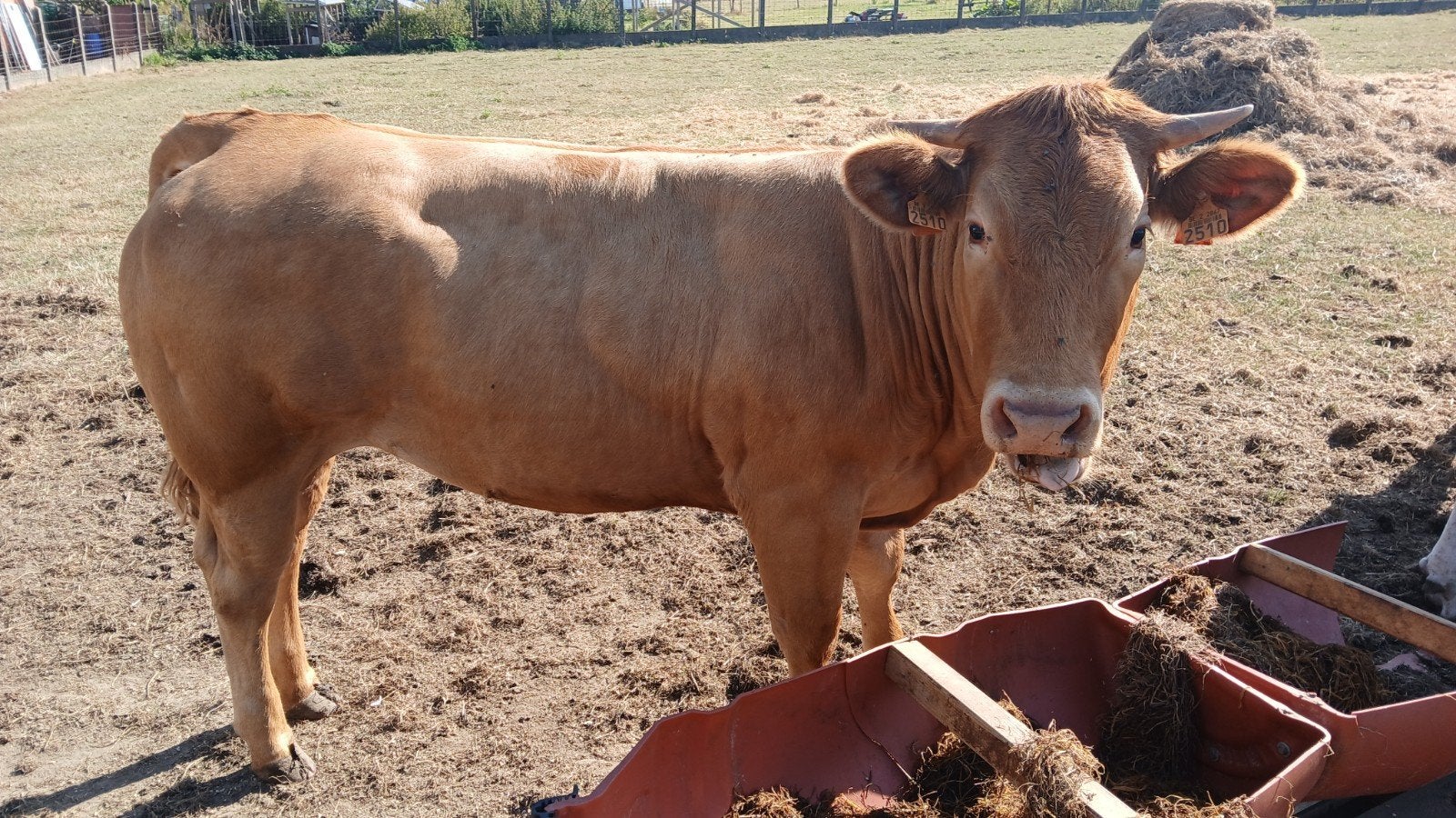 Vaars, Femelle, 0 à 2 ans
