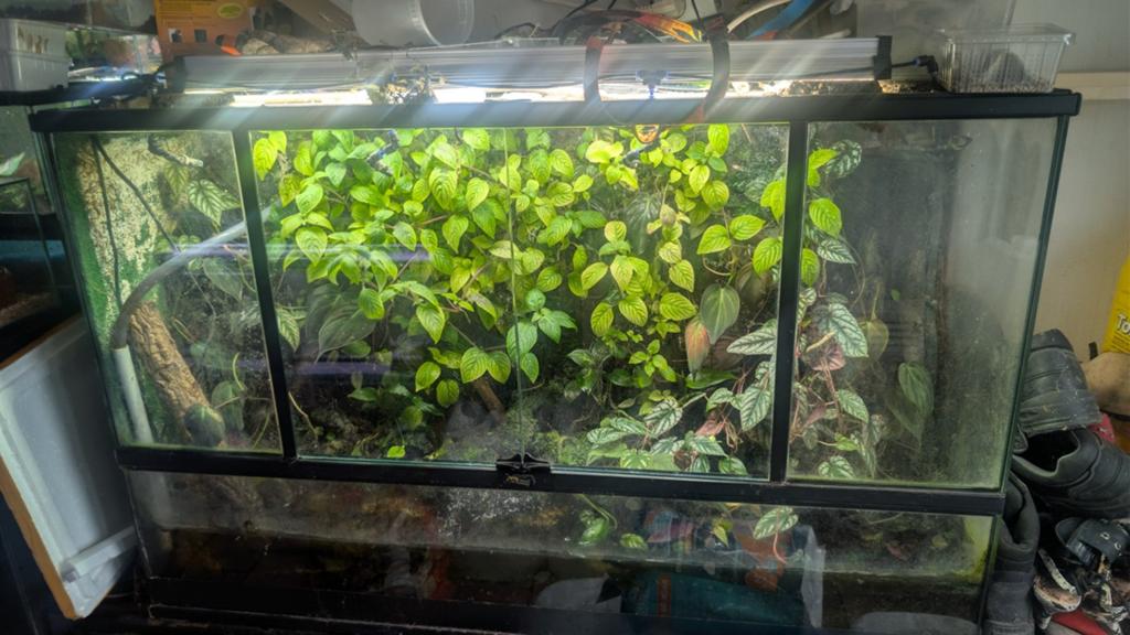 Paludarium terratlantis, Enlèvement