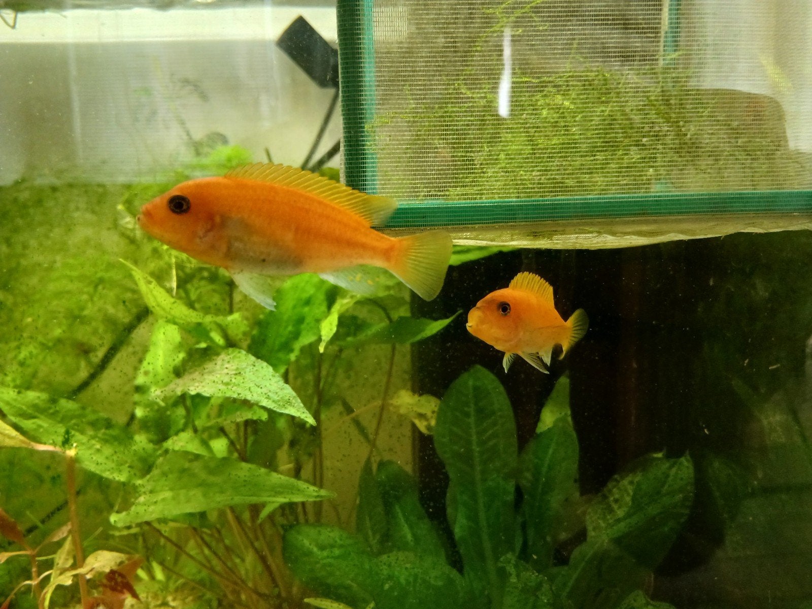 Couple Cichlides zebre
