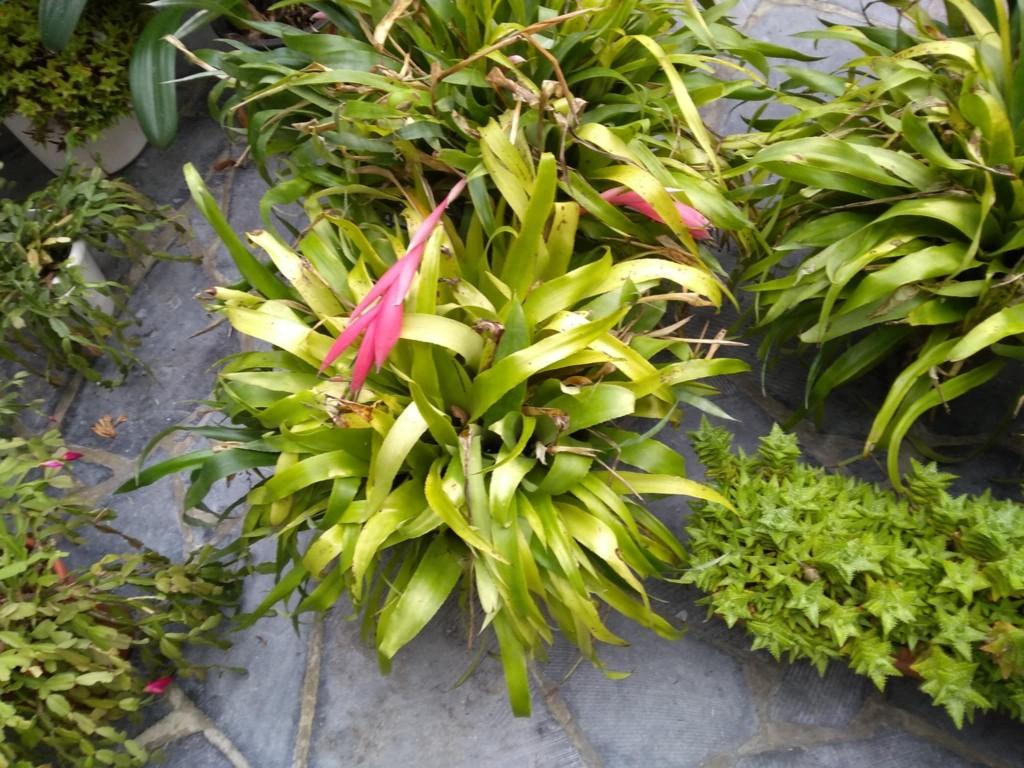 fleurs naturelles, Enlèvement