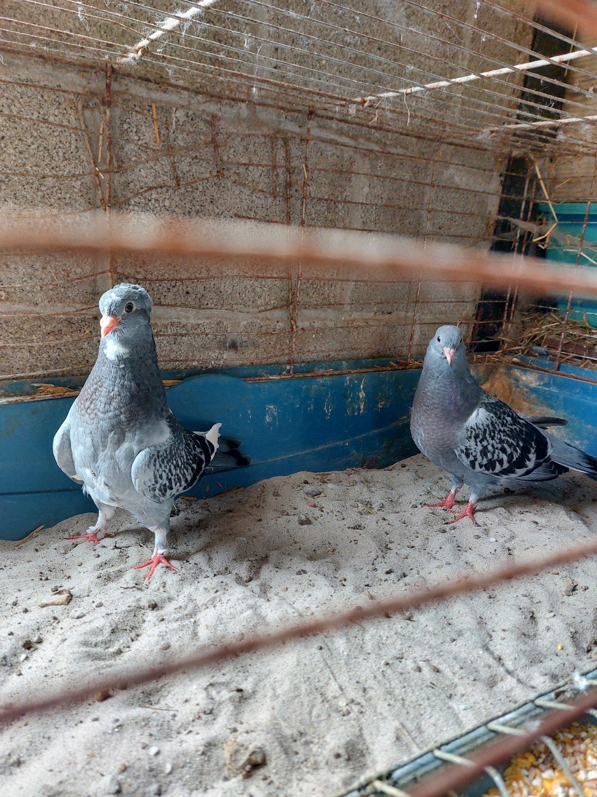 sierduiven takla, Plusieurs animaux, Pigeon culbutant ou Roller