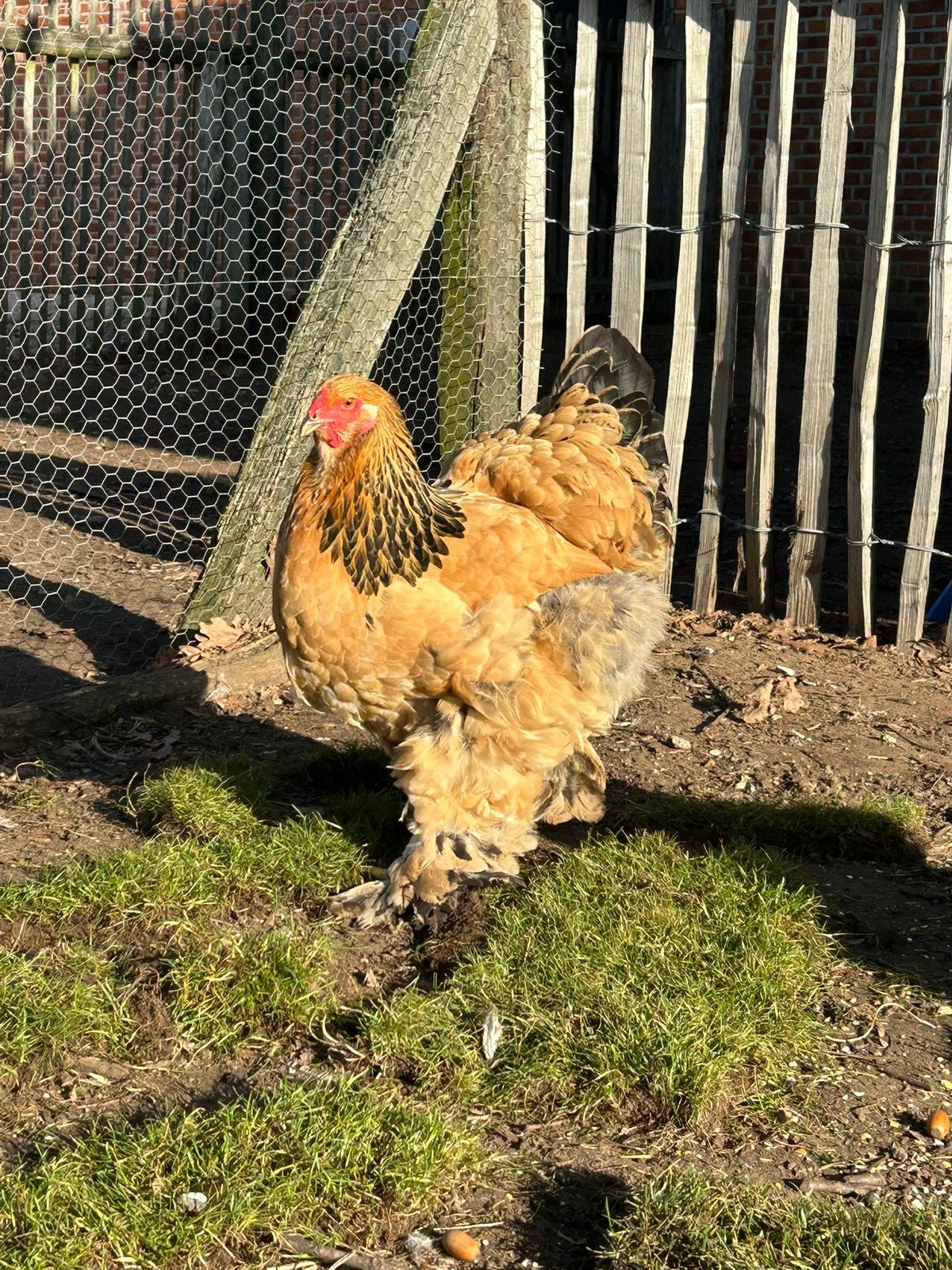 Brahma hen, Femelle, Poule ou poulet