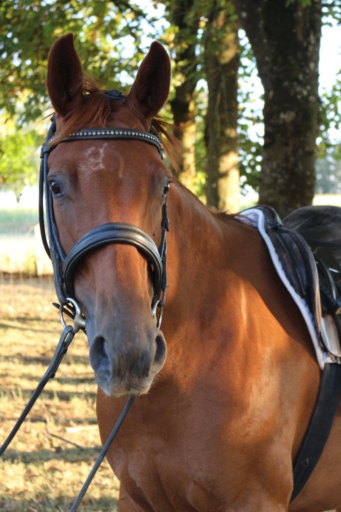 Paard te koop, Dieren en Toebehoren, Paarden, Merrie, Minder dan 160 cm, Met stamboom, Dressuurpaard