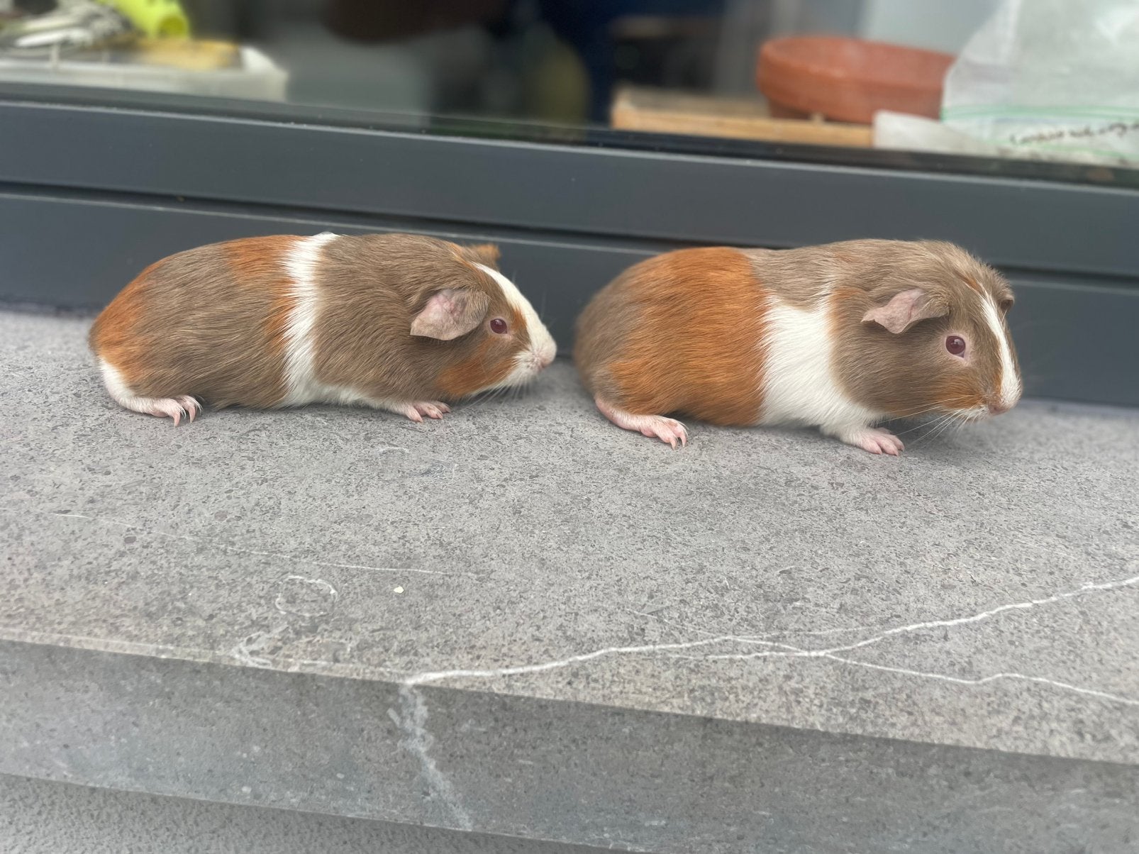 Jonge cavia’s, Mâle, Domestique, Mai, Cobaye