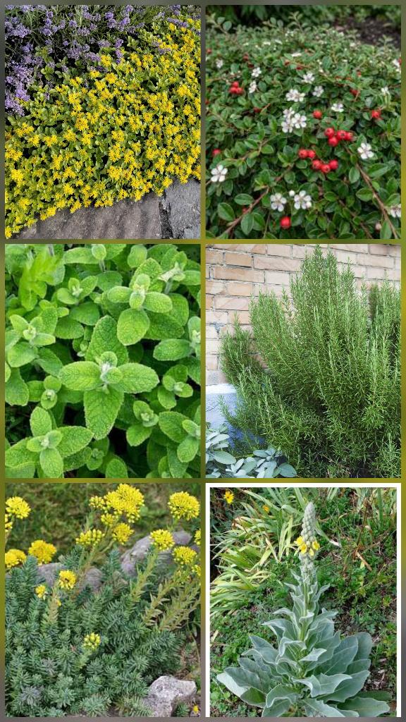 Plantes vivaces/sedum/cotoniastère/romarin/menthe/molène.., Enlèvement, Plante fixe