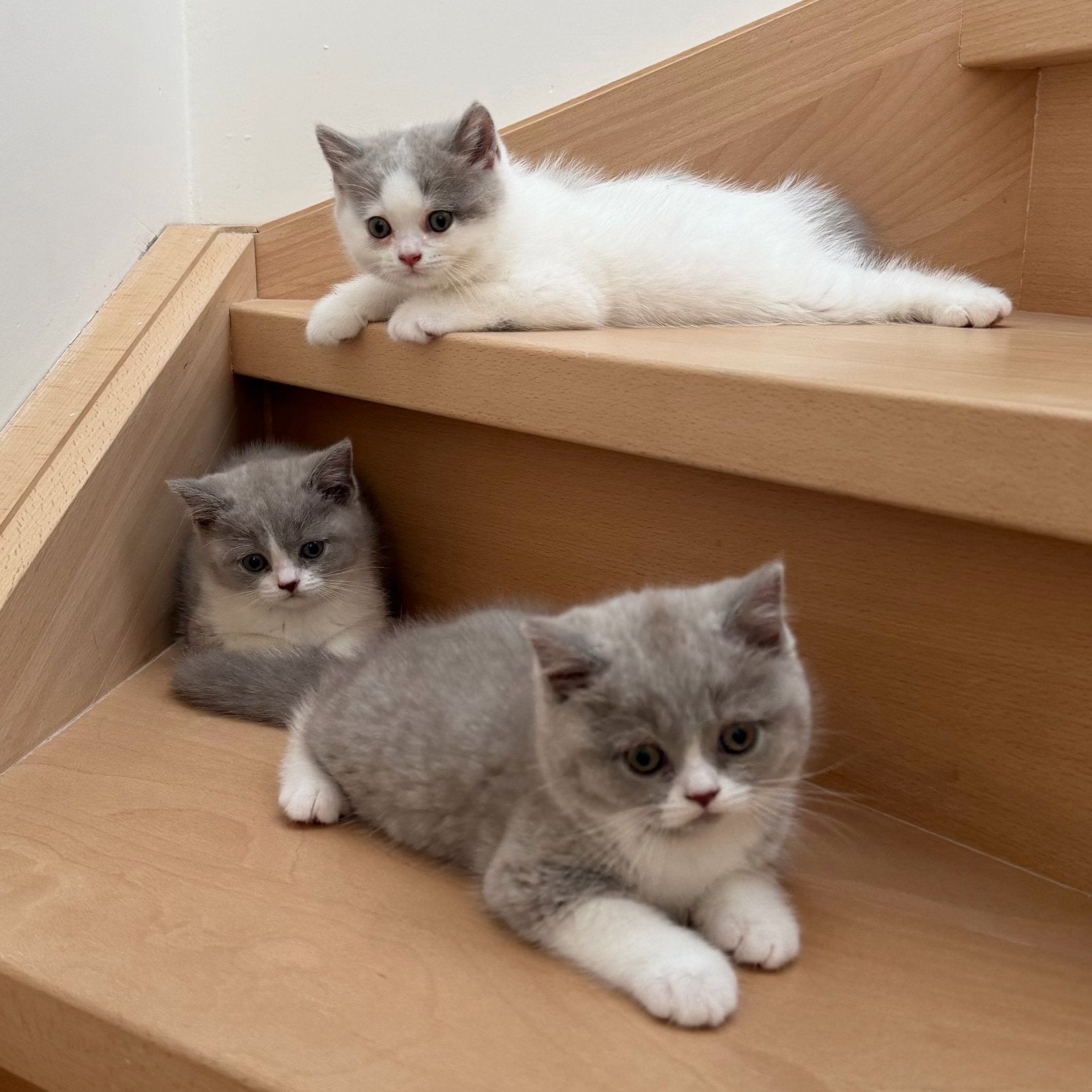 Britse korthaar kittens, Dieren en Toebehoren, Meerdere dieren, Gechipt, 0 tot 2 jaar
