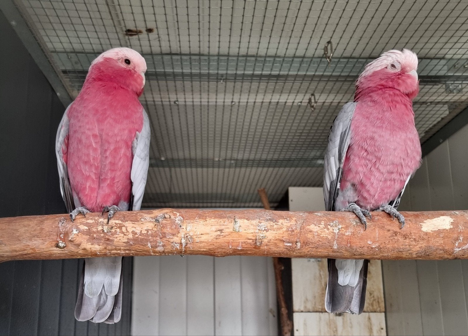 Rozè Kaketoe, Dieren en Toebehoren, Meerdere dieren, Papegaai, Geringd