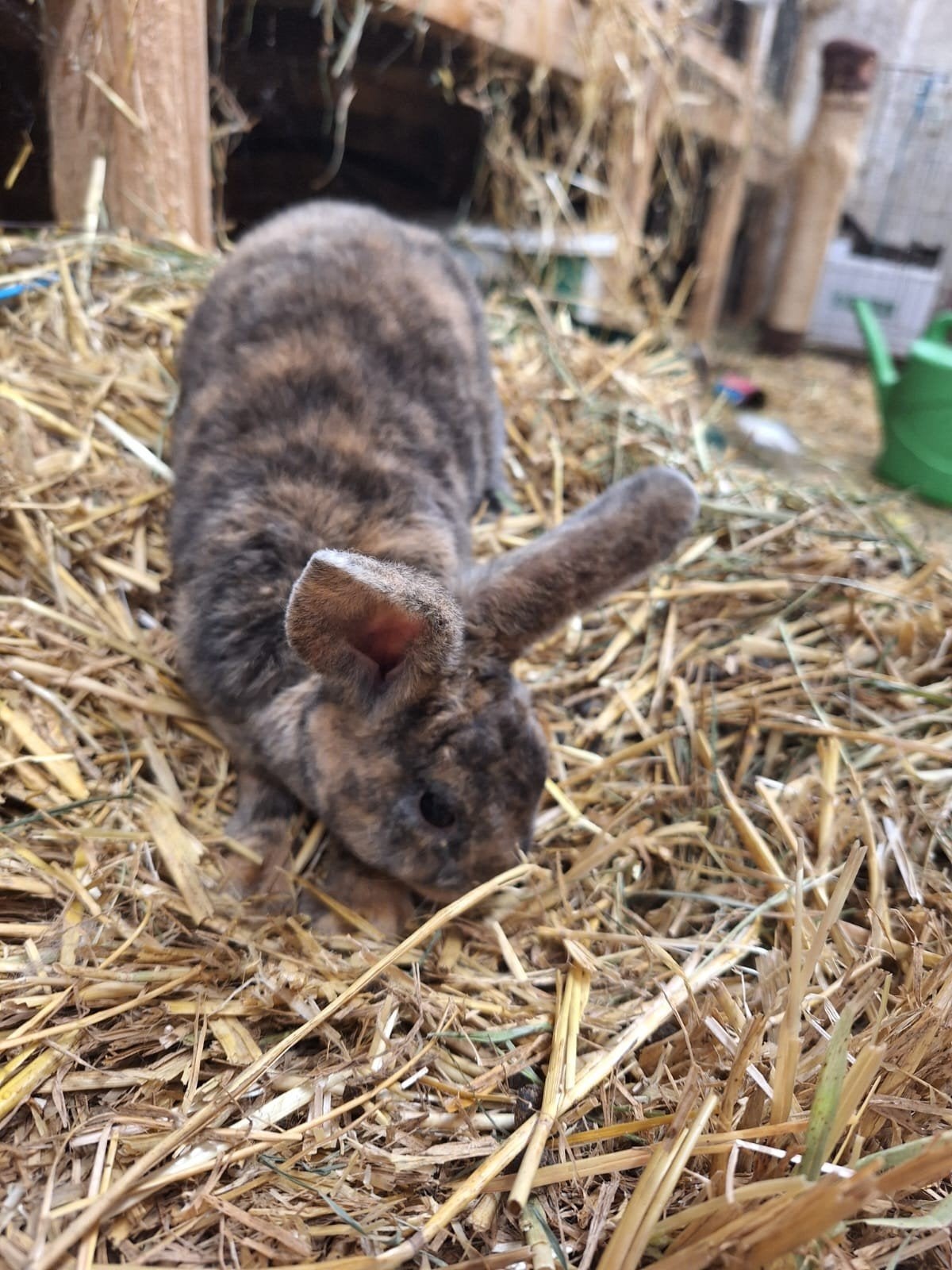 Rex dwerg x Rex hangoordrwerg, Plusieurs animaux, Nain, Oreilles tombantes, 0 à 2 ans