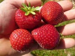 aardbeiplanten Daroyal, Tuin en Terras, Planten | Tuinplanten, Vaste plant, Ophalen of Verzenden, Halfschaduw, Fruitplanten