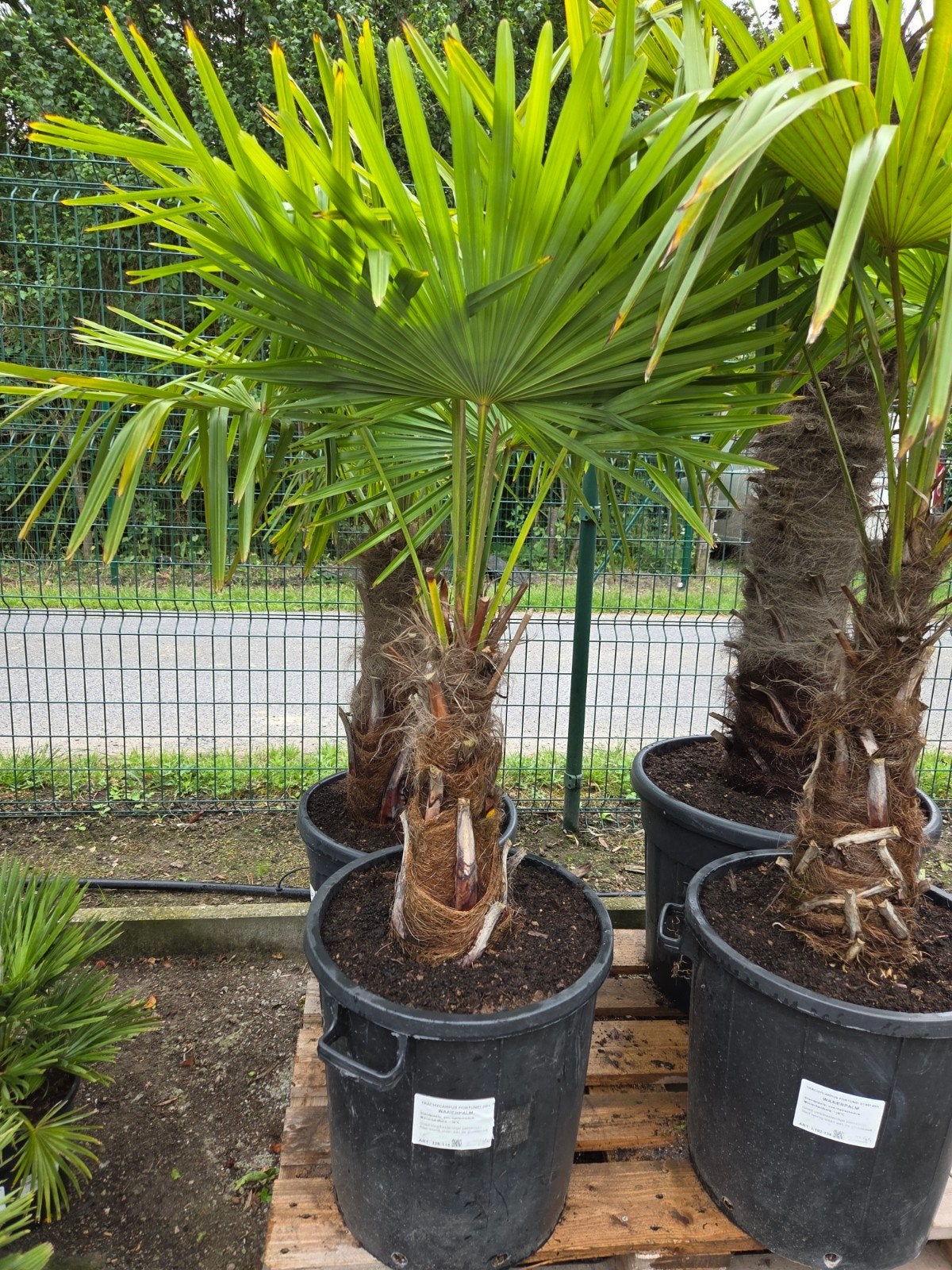 Winterharde palmboom Trachycarpus Fortunei, Tuin en Terras, Planten | Tuinplanten, Ophalen
