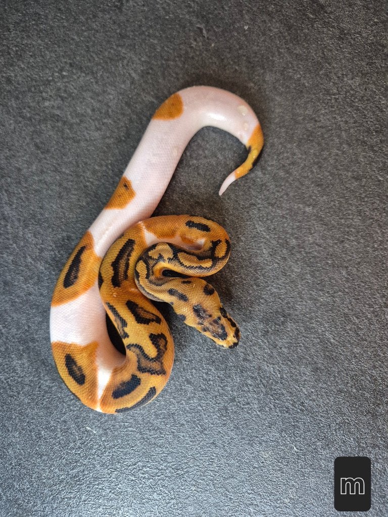 Python regius nc2026 Ball Python - unknown for sale from Thomas