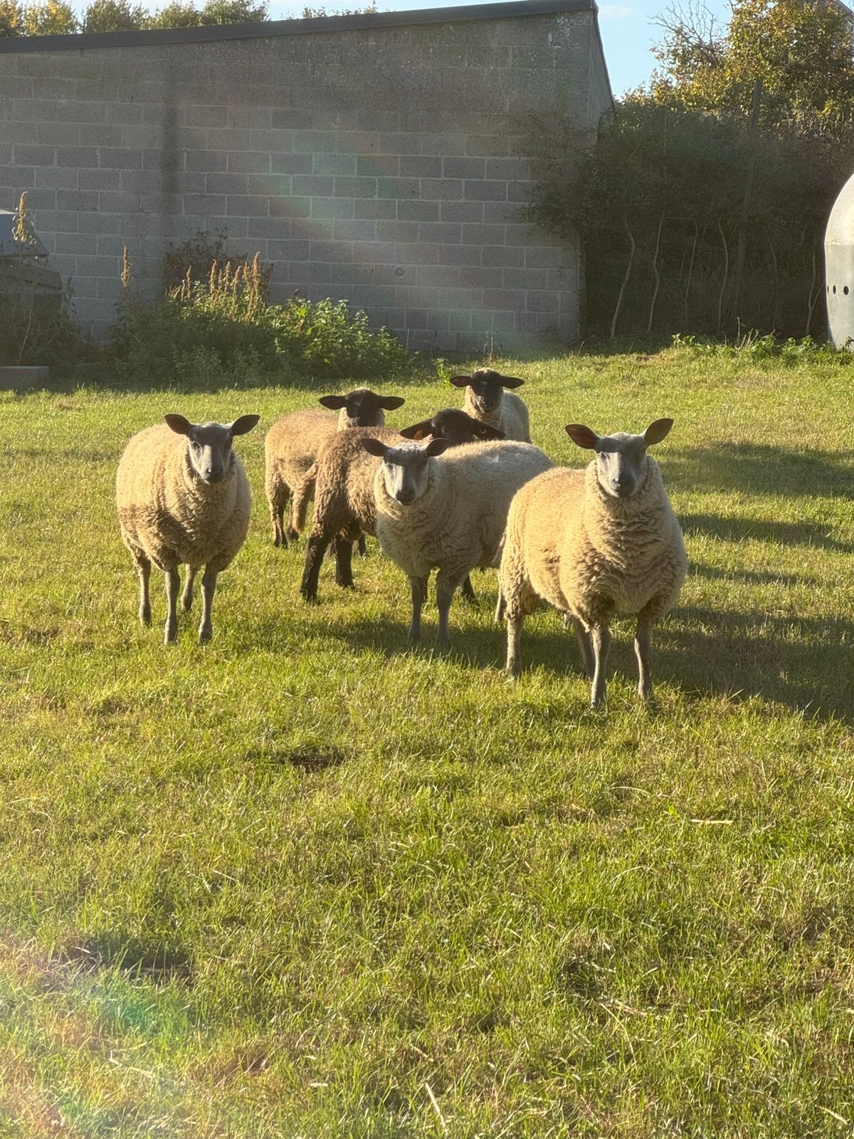 Schapen Bokken, Animaux & Accessoires