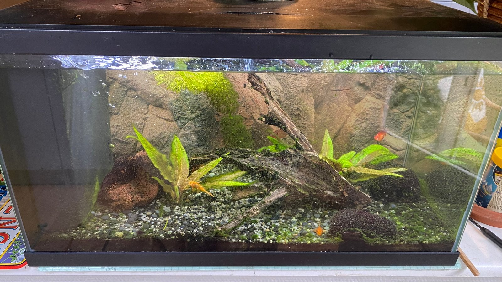 Aquarium met vissen, Ophalen, Gebruikt