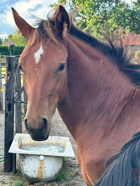 Hengstveulen met topafstamming, Springpaard, Met stamboom, 0 tot 2 jaar, Hengst