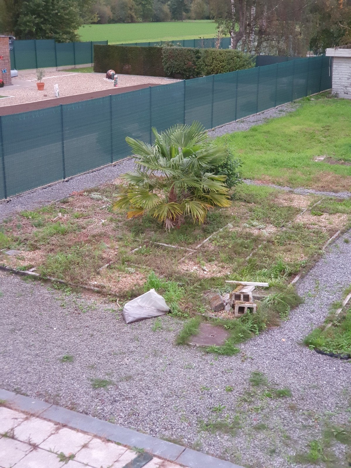 chinese waaierpalm ongeveer 1meter groot Trachycarpus fortun, Jardin & Terrasse, Enlèvement ou Envoi