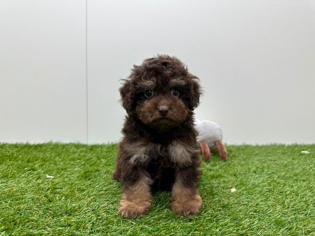 Toy Poedel pups