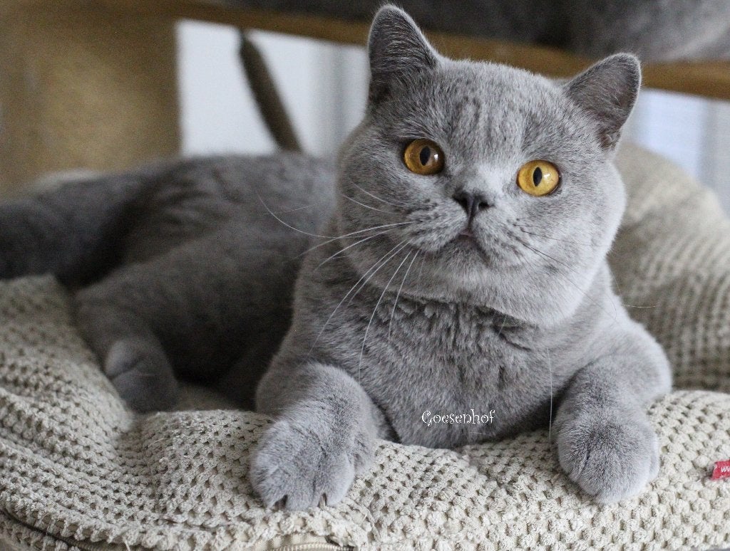 brits korthaar kater gecastreerd met stamboom en getest, Chat, Avec pedigree, 3 à 5 ans