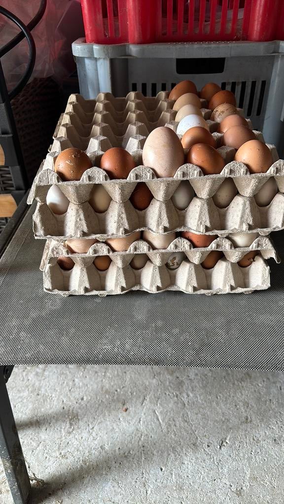 Kippen eieren, Dieren en Toebehoren, Pluimvee