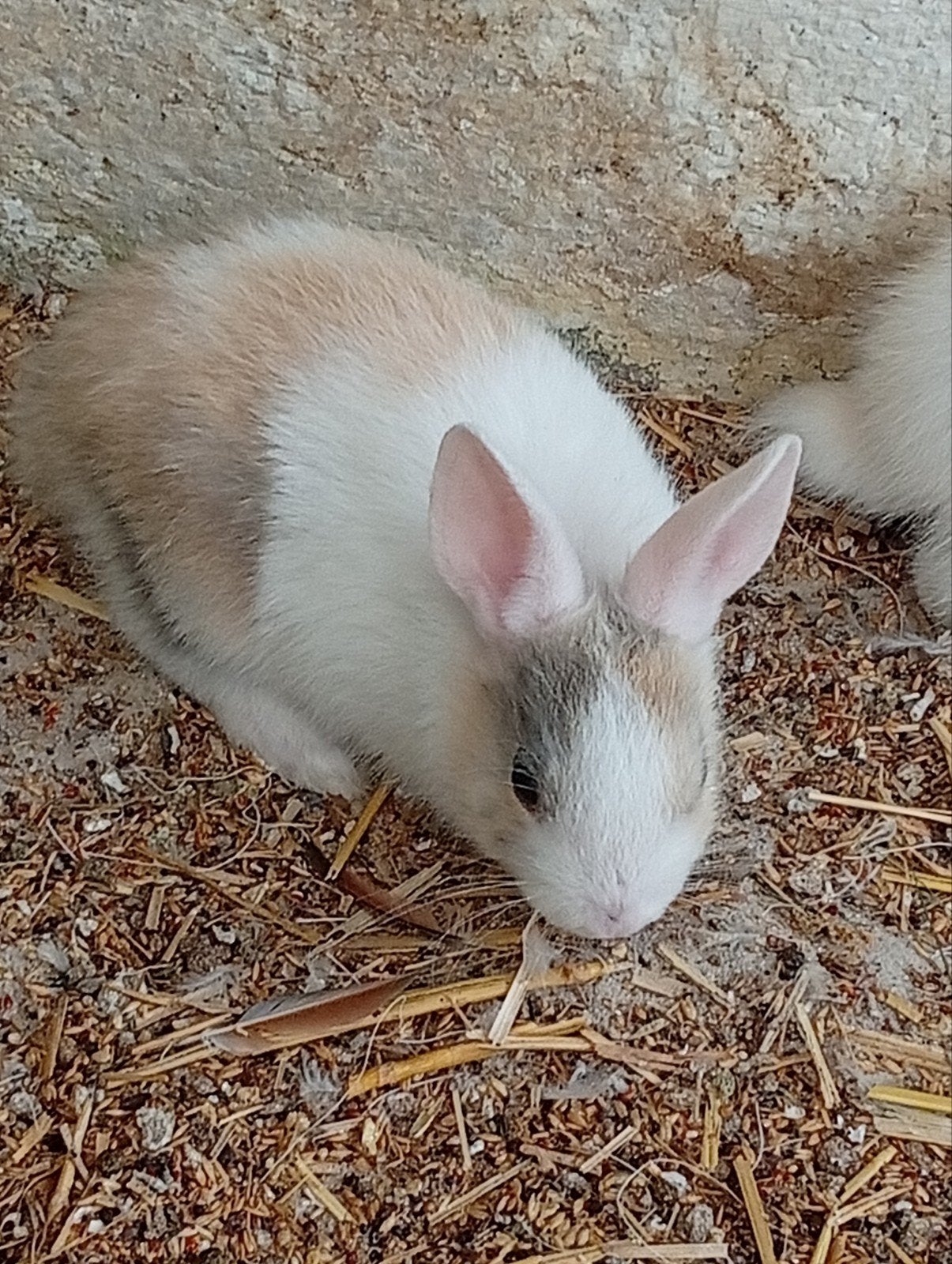2 jonge dwergkonijntjes, Dieren en Toebehoren