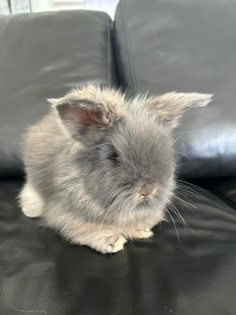 Engelse angora konijn, Dieren en Toebehoren, Ophalen