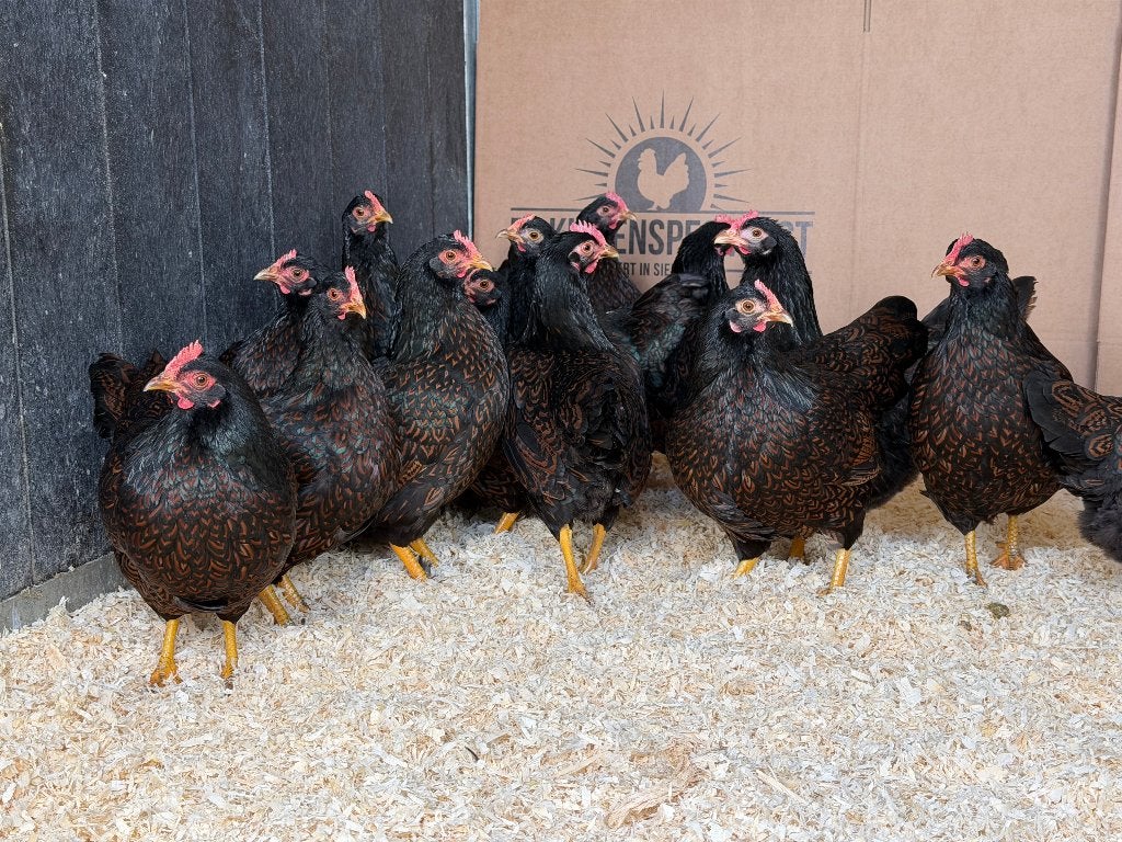 Jonge Barnevelder kriel bruin gezoomd gesekst en ingeënt, Dieren en Toebehoren, Pluimvee, Vrouwelijk, Kip
