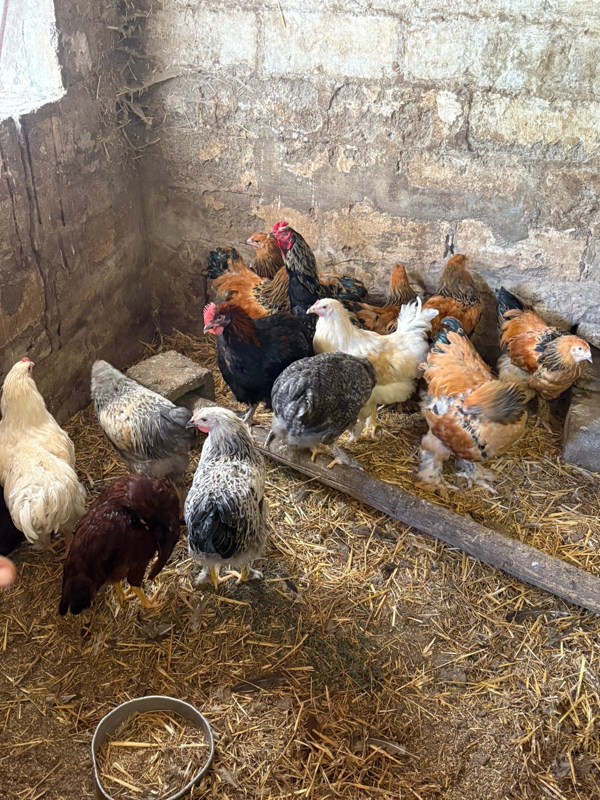 Jonge hanen., Dieren en Toebehoren, Mannelijk, Kip