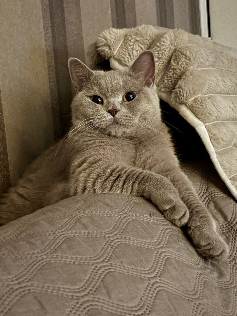 Lilac Brits korthaar poesje, Chatte ou Chat, Vermifugé, 0 à 2 ans