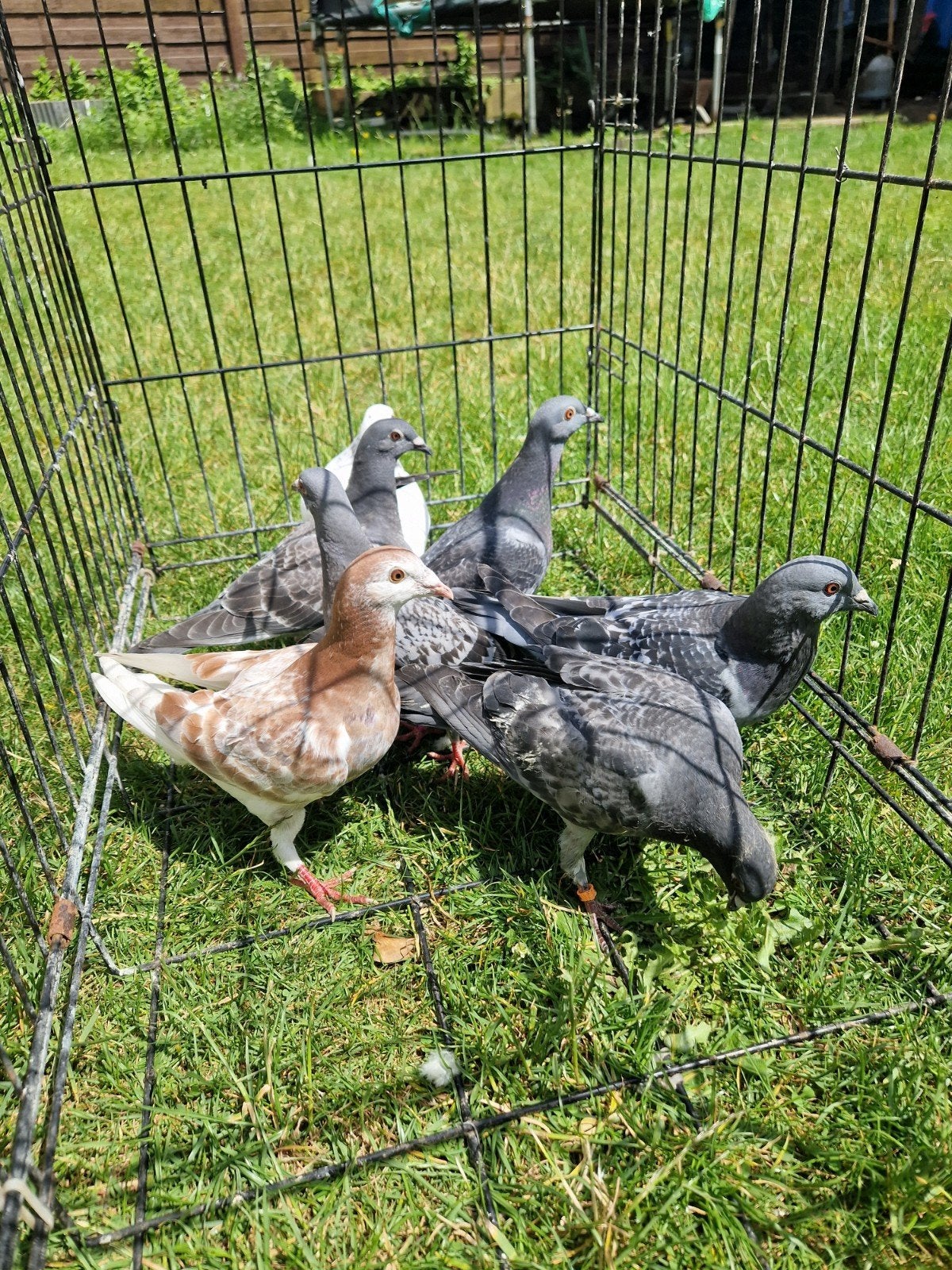 7 pigeons de course à vendre