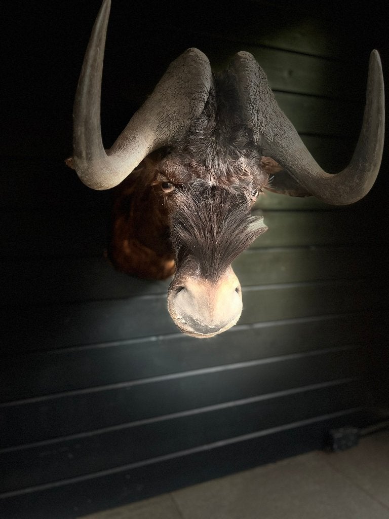 Opgezette Black wildebeest Gnoe met stoere hoorns, Ophalen of Verzenden, Nieuw, Wild dier, Opgezet dier