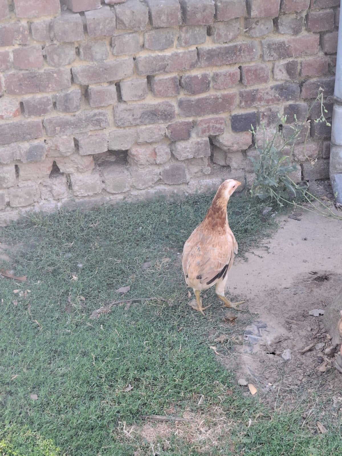 Araucana Tarwe Bolstaart Hen, Dieren en Toebehoren, Vrouwelijk, Kip