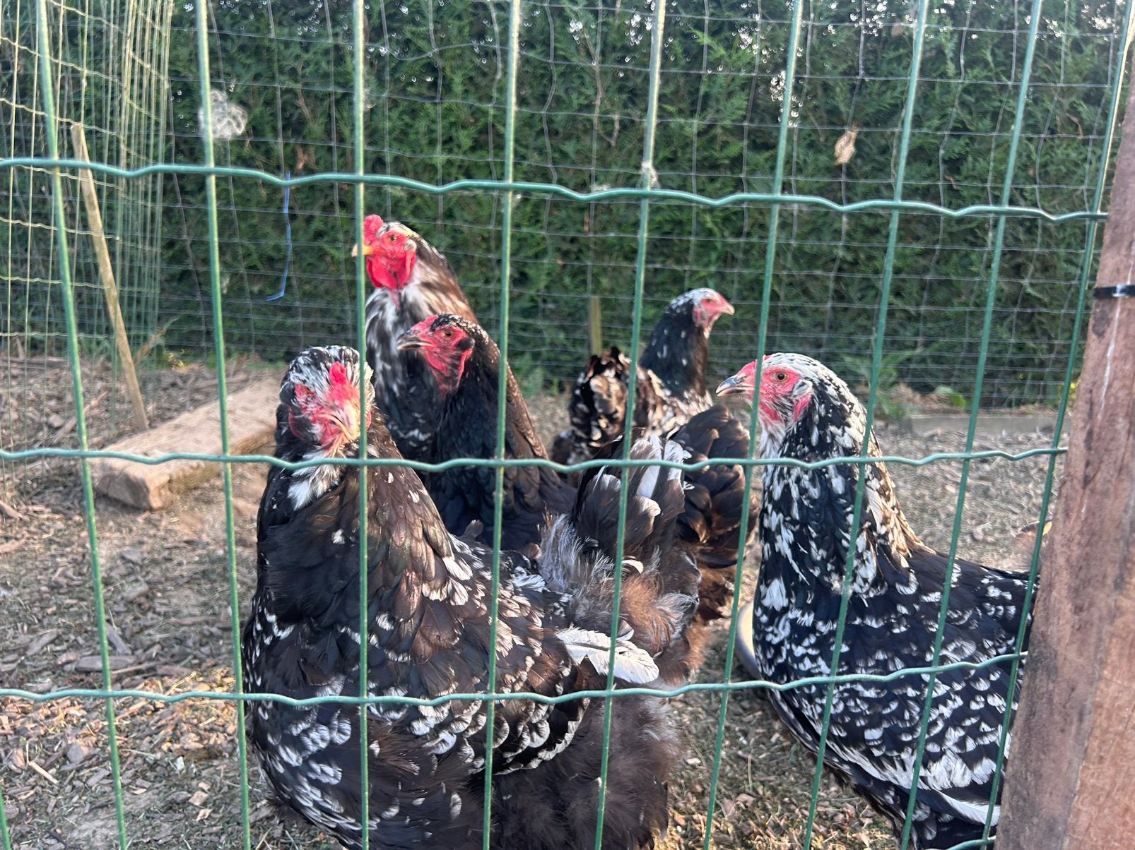Œufs à incuber de Brahma, noirs et blancs, Animaux & Accessoires, Volatiles, Poule ou poulet, Plusieurs animaux