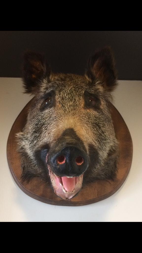 Tête de sanglier, Enlèvement, Animal empaillé