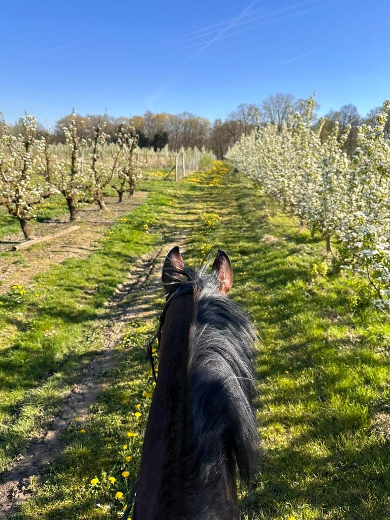 Gezocht: wei omgeving Kortenaken, Dieren en Toebehoren, Weidegang, 1 paard of pony