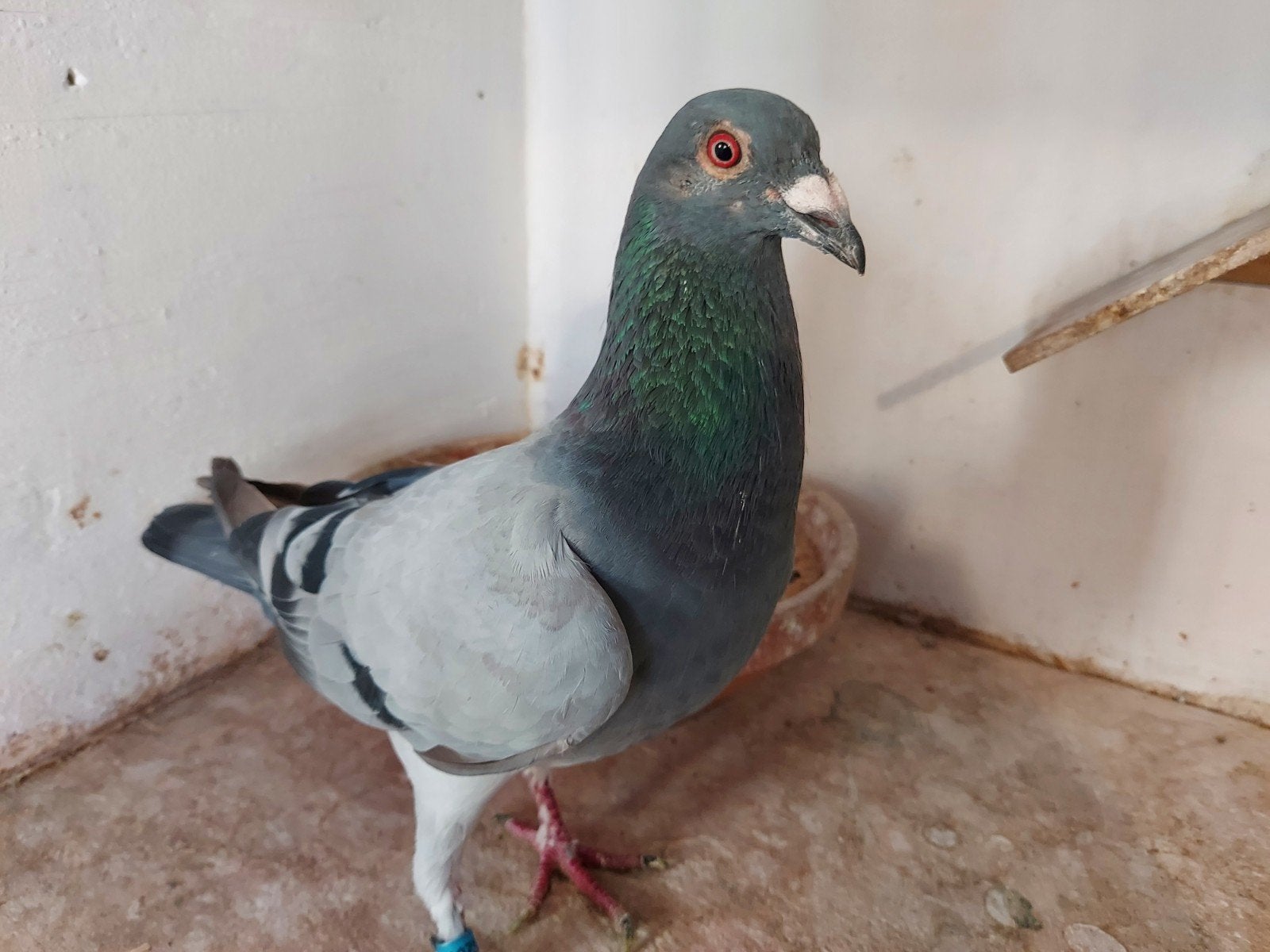 duiver 2026, Mâle, Pigeon voyageur
